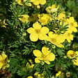 ARBORIX - 2 x Potentille arbustive 'Goldteppich' - Potentilla Fruticosa 'Goldteppich'  - 25-30 cm pot - vignette