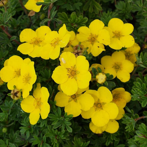 ARBORIX - 2 x Potentille arbustive 'Goldteppich' - Potentilla Fruticosa 'Goldteppich'  - 25-30 cm pot - large