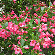 ARBORIX - 2 x Escallonia 'Donard Seedling' - Escallonia 'Donard Seedling'  - 40-50 cm pot - vignette
