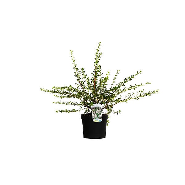 ARBORIX - 2 x Escallonia 'Donard Seedling' - Escallonia 'Donard Seedling'  - 40-50 cm pot - large
