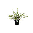 ARBORIX - 2 x Escallonia 'Donard Seedling' - Escallonia 'Donard Seedling'  - 40-50 cm pot - vignette