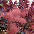 ARBORIX - 2 x Arbre à perruque 'Royal Purple' - Cotinus Coggygria 'Royal Purple'  - 40-60 cm pot - vignette