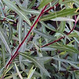 ARBORIX - 2 x Saule pourpre 'Nana' - Salix Purpurea 'Nana'  - 30-40 cm pot - vignette