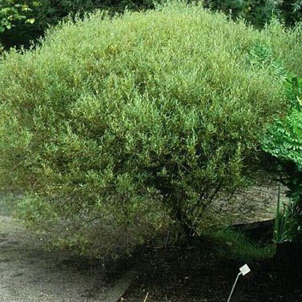 ARBORIX - 2 x Saule pourpre 'Nana' - Salix Purpurea 'Nana'  - 30-40 cm pot - large