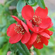 ARBORIX - 2 x Cognassier du Japon - Chaenomeles superba 'Crimson And Gold'  - 30-40 cm pot - vignette