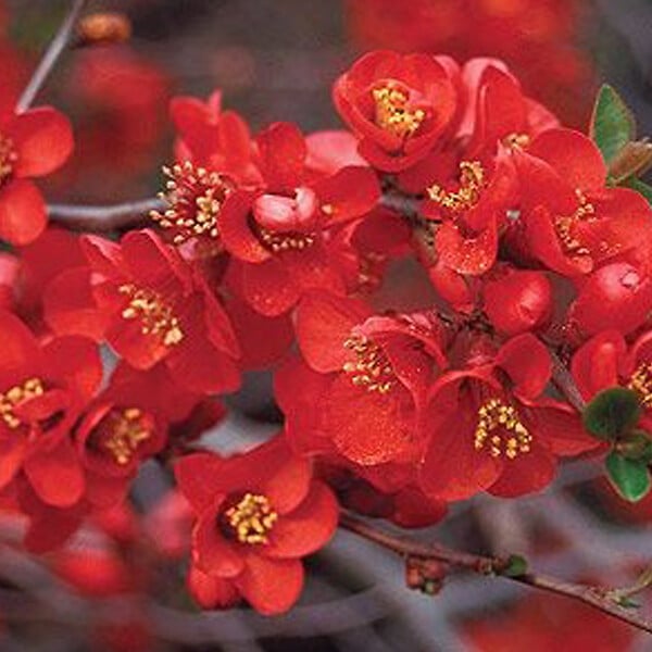 ARBORIX - 2 x Cognassier du Japon - Chaenomeles superba 'Crimson And Gold'  - 30-40 cm pot - large