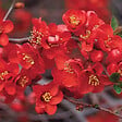 ARBORIX - 2 x Cognassier du Japon - Chaenomeles superba 'Crimson And Gold'  - 30-40 cm pot - vignette