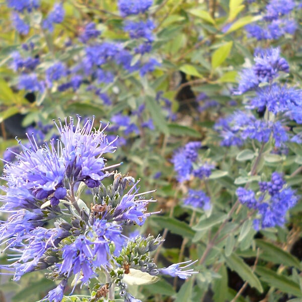 ARBORIX - 2 x Barbe-bleue - Caryopteris clandonensis 'Kew Blue'  - 30-40 cm pot - large