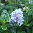 ARBORIX - Lilas de Californie 'Blue Mound' - Ceanothus 'Blue Mound'  - 40-50 cm pot - vignette