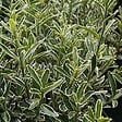 ARBORIX - 2 x Fusain du Japon 'Microphyllus' - Euonymus japonicus microphyllus  - 20-30 cm pot - vignette