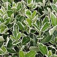 ARBORIX - 2 x Fusain du Japon 'Kathy' - Euonymus japonicus 'Kathy'  - 20-30 cm pot - vignette
