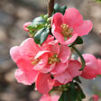 ARBORIX - 2 x Cognassier du Japon 'Pink Lady' - Chaenomeles Superba 'Pink Lady'  - 30-40 cm pot - vignette
