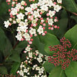 ARBORIX - 2 x Viorne tin, Laurier tin 'Eve Price' - Viburnum Tinus 'Eve Price'  - 25-30 cm pot - vignette