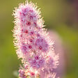ARBORIX - 2 x Spirée billardii - Spiraea billiardii  - 40-60 cm pot - vignette