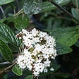ARBORIX - Viorne 'Pragense' - Viburnum 'Pragense'  - 60-80 cm pot - vignette
