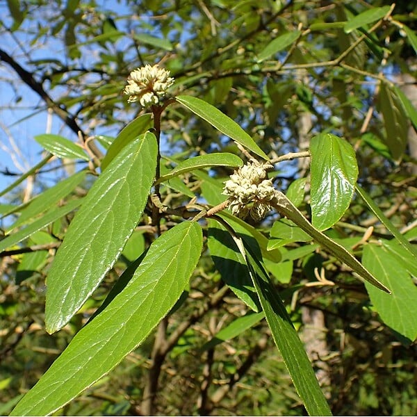 ARBORIX - Viorne 'Pragense' - Viburnum 'Pragense'  - 60-80 cm pot - large
