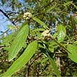 ARBORIX - Viorne 'Pragense' - Viburnum 'Pragense'  - 60-80 cm pot - vignette