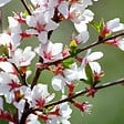 ARBORIX - 2 x Cerisier de Nankin - Prunus tomentosa  - 25-30 cm pot - vignette