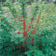 ARBORIX - 2 x Cerisier de Nankin - Prunus tomentosa  - 25-30 cm pot - vignette