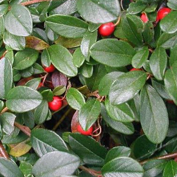 ARBORIX - 2 x Cotonéaster de Dammer 'Major' - Cotoneaster dammeri 'Major'  - 20-30 cm pot - large