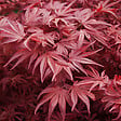 ARBORIX - Érable du Japon 'Bloodgood' - Acer Palmatum 'Bloodgood'  - 50-60 cm pot - vignette