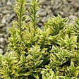 ARBORIX - 2 x Fusain du Japon - Euonymus japonicus microphyllus 'Aureovariegatus'  - 20-30 cm pot - vignette