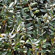 ARBORIX - 2 x Saule suisse - Salix helvetica  - 25-30 cm pot - vignette