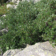 ARBORIX - 2 x Saule suisse - Salix helvetica  - 25-30 cm pot - vignette
