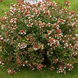 ARBORIX - 2 x Abelia à grandes fleurs - Abelia Grandiflora  - 25-30 cm pot - vignette