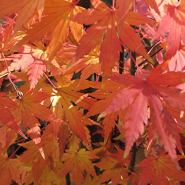ARBORIX - Érable du Japon 'Orange Dream' - Acer palmatum 'Orange Dream'  - 50-60 cm pot - large