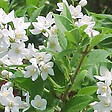 ARBORIX - 2 x Deutzia gracilis - Deutzia Gracilis  - 25-30 cm pot - vignette