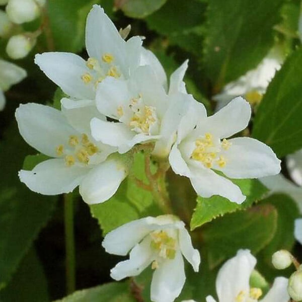 ARBORIX - 2 x Deutzia gracilis - Deutzia Gracilis  - 25-30 cm pot - large