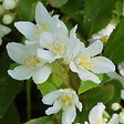 ARBORIX - 2 x Deutzia gracilis - Deutzia Gracilis  - 25-30 cm pot - vignette