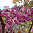 ARBORIX - Arbre de Judée - Cercis Siliquastrum  - 40-50 cm pot - vignette