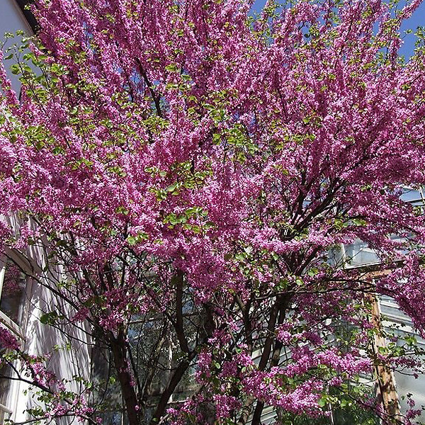 ARBORIX - Arbre de Judée - Cercis Siliquastrum  - 40-50 cm pot - large
