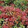 ARBORIX - Andromède du Japon 'Mountain Fire' - Pieris japonica 'Mountain Fire'  - 30-40 cm pot - vignette