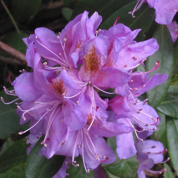 ARBORIX - Rhododendron ponticum - Rhododendron Ponticum  - 40-60 cm pot - large
