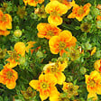 ARBORIX - 2 x Potentille arbustive - Potentilla fruticosa 'Mango Tango'  - 25-30 cm pot - vignette