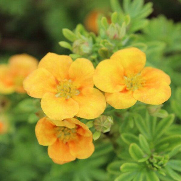 ARBORIX - 2 x Potentille arbustive - Potentilla fruticosa 'Mango Tango'  - 25-30 cm pot - large
