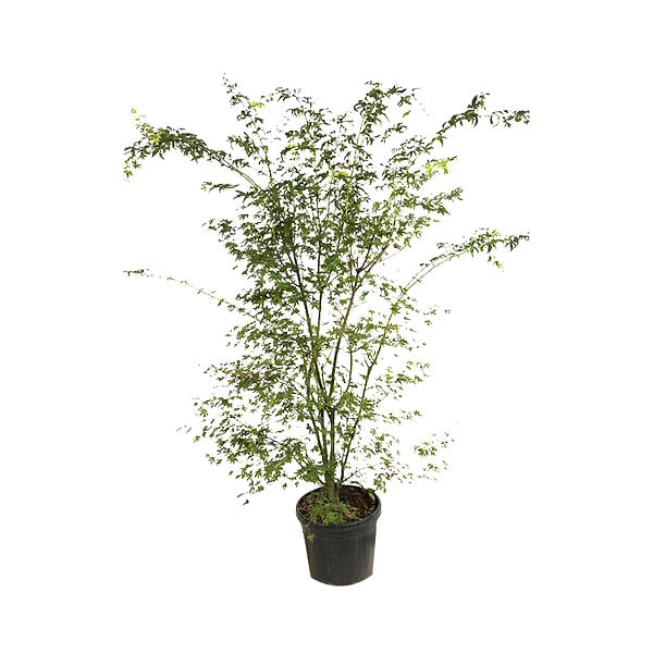 ARBORIX - Érable du Japon de semis - Acer Palmatum  - 50-60 cm pot - large