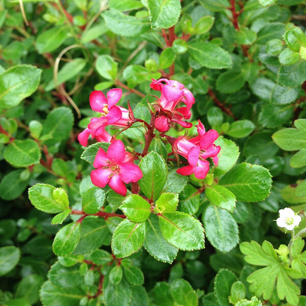 ARBORIX - 2 x Escallonia 'Red Dream' - Escallonia 'Red Dream'  - 20-25 cm pot - large