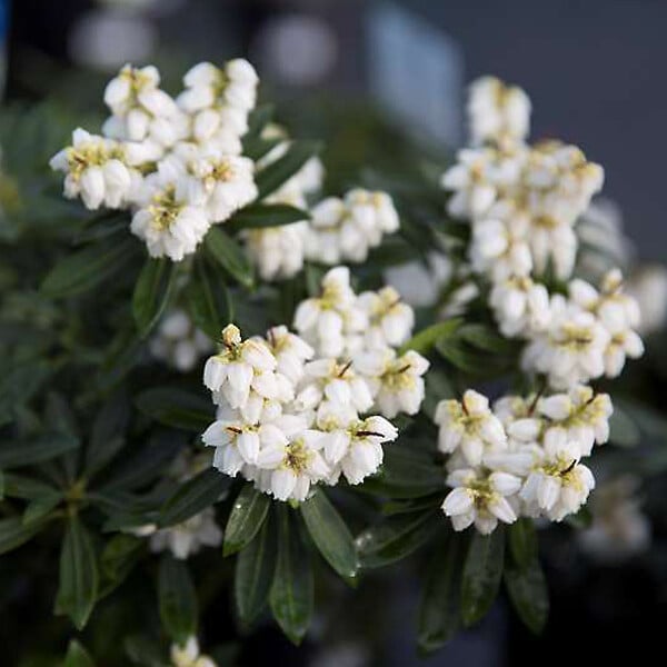 ARBORIX - 2 x Andromède du Japon 'Debutante' - Pieris Japonica 'Debutante'  - 20-30 cm pot - large
