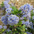 ARBORIX - 2 x Lilas de Californie 'Blue Mound' - Ceanothus 'Blue Mound'  - 30-40 cm pot - vignette