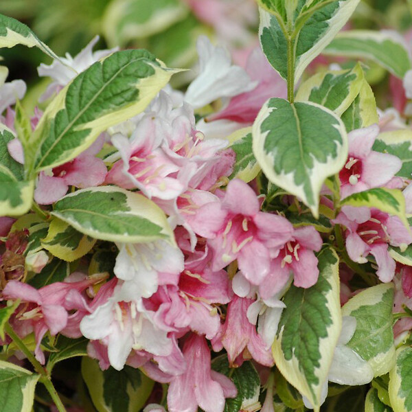 ARBORIX - Weigela florida 'Nana Variegata' - Weigela 'Nana Variegata'  - 60-80 cm pot - large