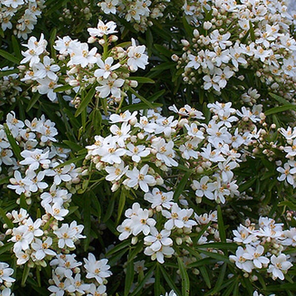 ARBORIX - Oranger du Mexique 'Aztec Pearl' - Choisya 'Aztec Pearl'  - 50-60 cm pot - large