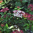 ARBORIX - 2 x Viorne tin, Laurier tin 'Gwenllian' - Viburnum tinus 'Gwenllian'  - 25-30 cm pot - vignette