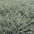 ARBORIX - 2 x Saule rampant 'Nitida' - Salix Repens Nitida  - 30-40 cm pot - vignette