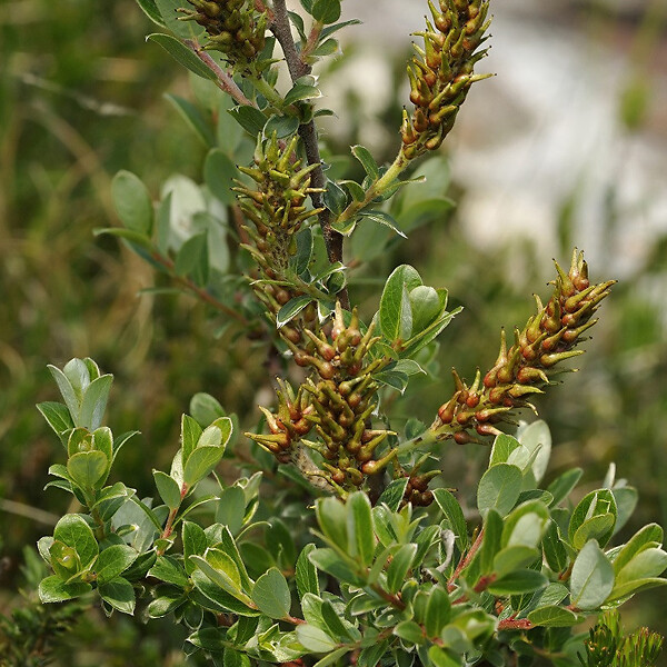 ARBORIX - 2 x Saule rampant 'Nitida' - Salix Repens Nitida  - 30-40 cm pot - large