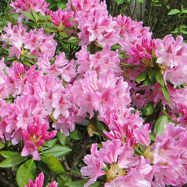 ARBORIX - Rhododendron 'Cosmopolitan' - Rhododendron 'Cosmopolitan'  - 60-80 cm pot - large