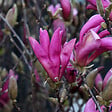 ARBORIX - Magnolia 'Susan' - Magnolia 'Susan'  - 60-80 cm pot - vignette
